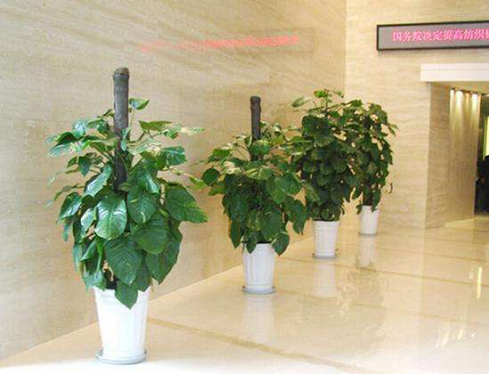 辦公室里的植物應(yīng)該這樣養(yǎng)，你們都養(yǎng)對(duì)了嗎？