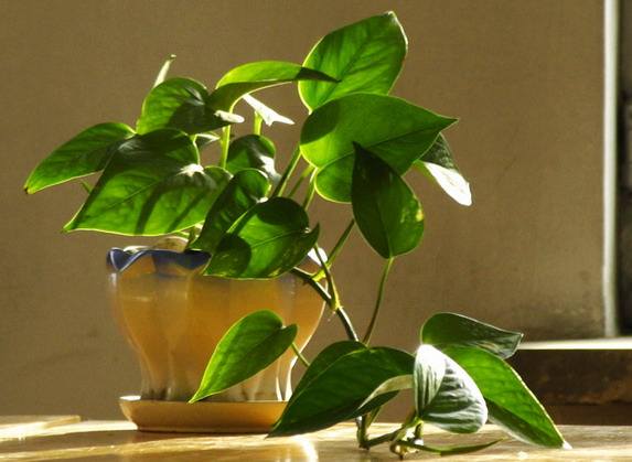 北京辦公室裝修后綠植擺放講究？